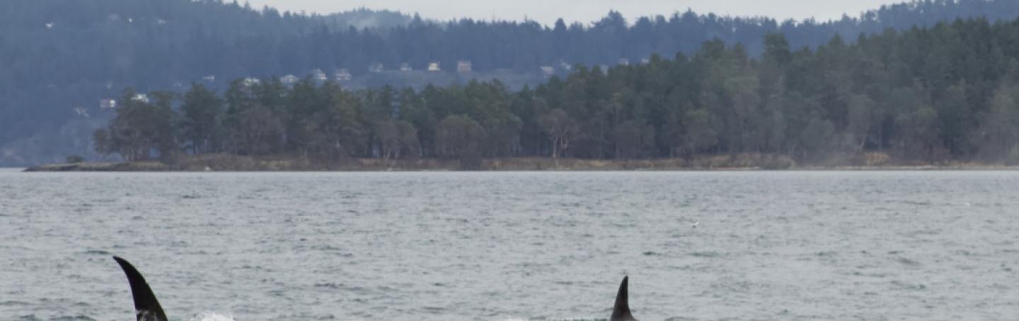 T18's/T19's traveling in Prevost Pass Bigg's Orcas
