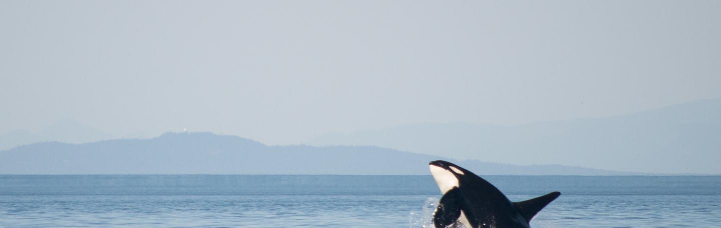 K26, breaching male orca K26 "Lobo" breaches