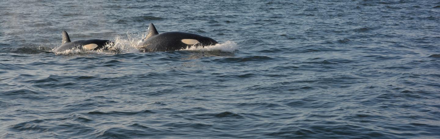 Transients in Strait of Georgia