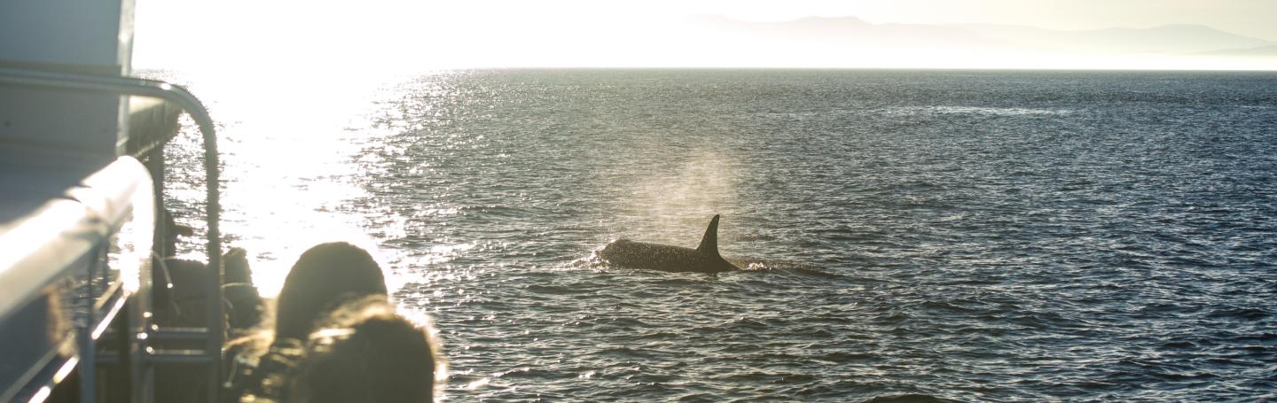 Whale watching! Whale watching!