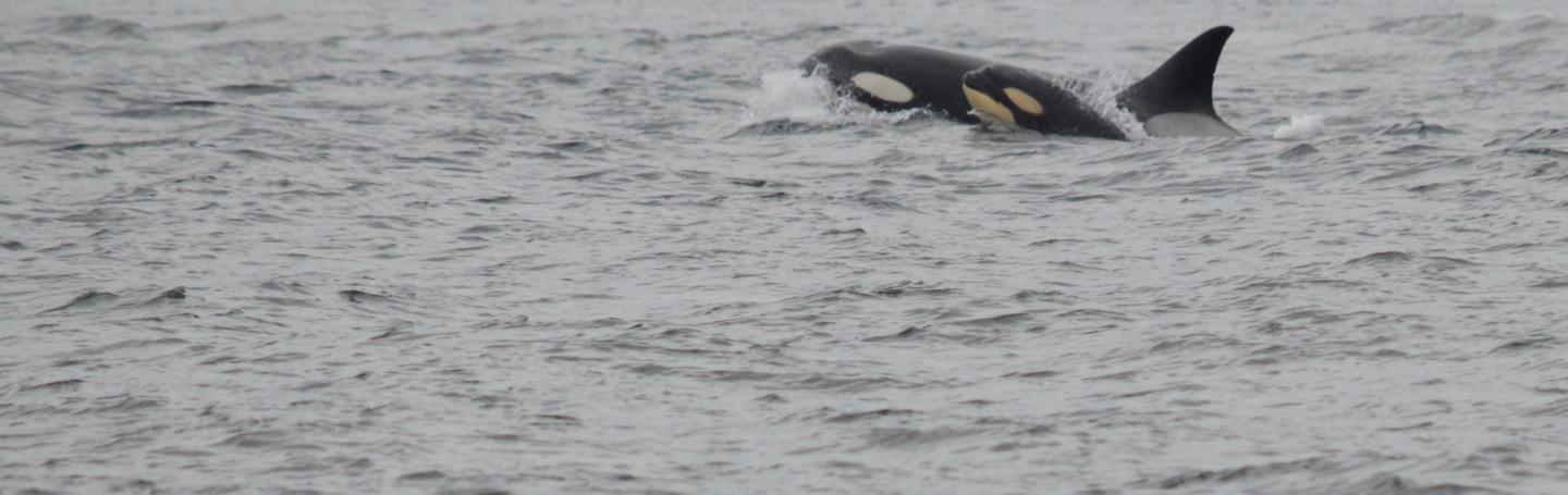 Baby Orca Baby orca