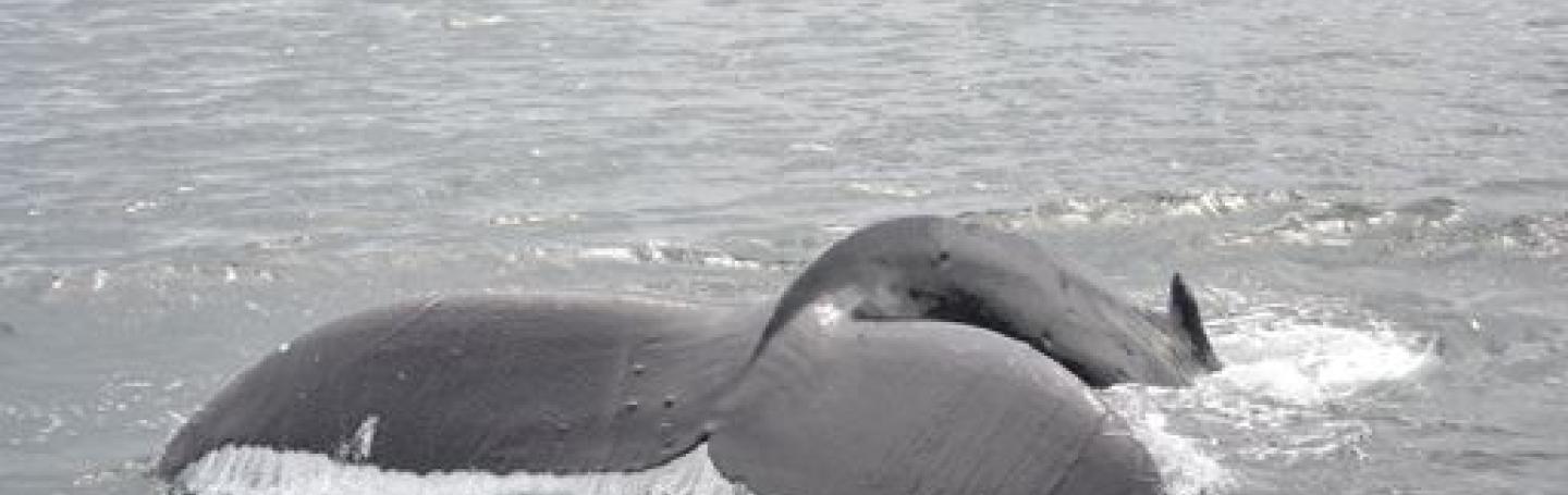 Humpback Whales in the Strait of Georgia