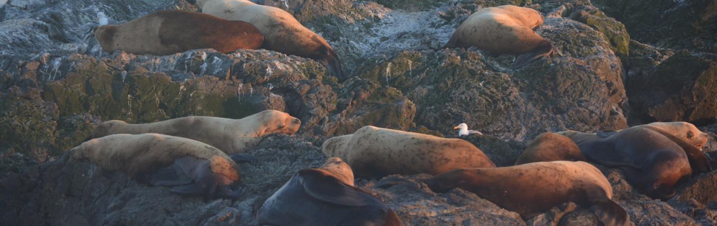 Chilling Stellar Sea Lions Chilling Stellar Sea Lions