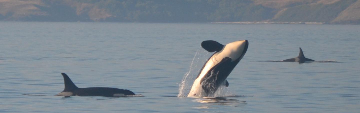 Female Southern Resident Killer Whale Breaching Female Orca Breaches
