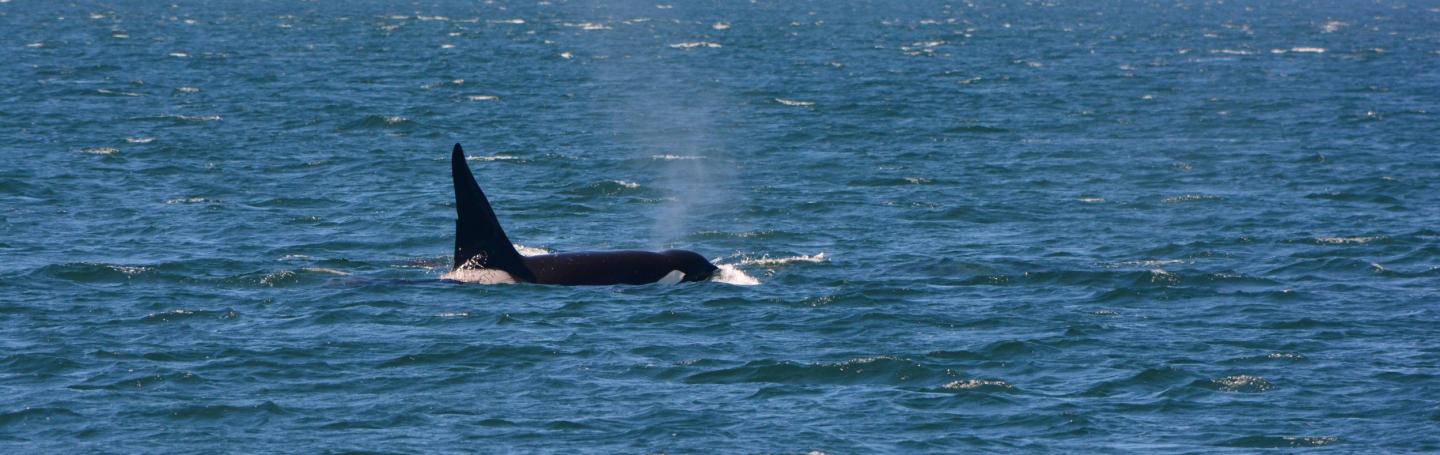Transient Killer Whales