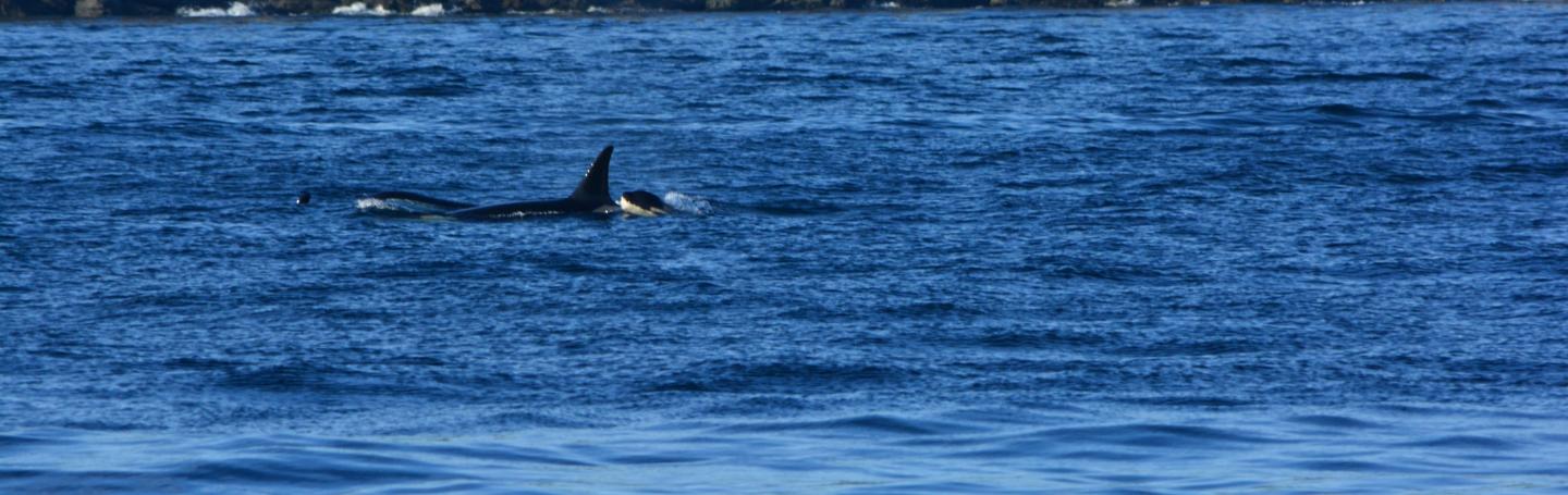 Whales Whales