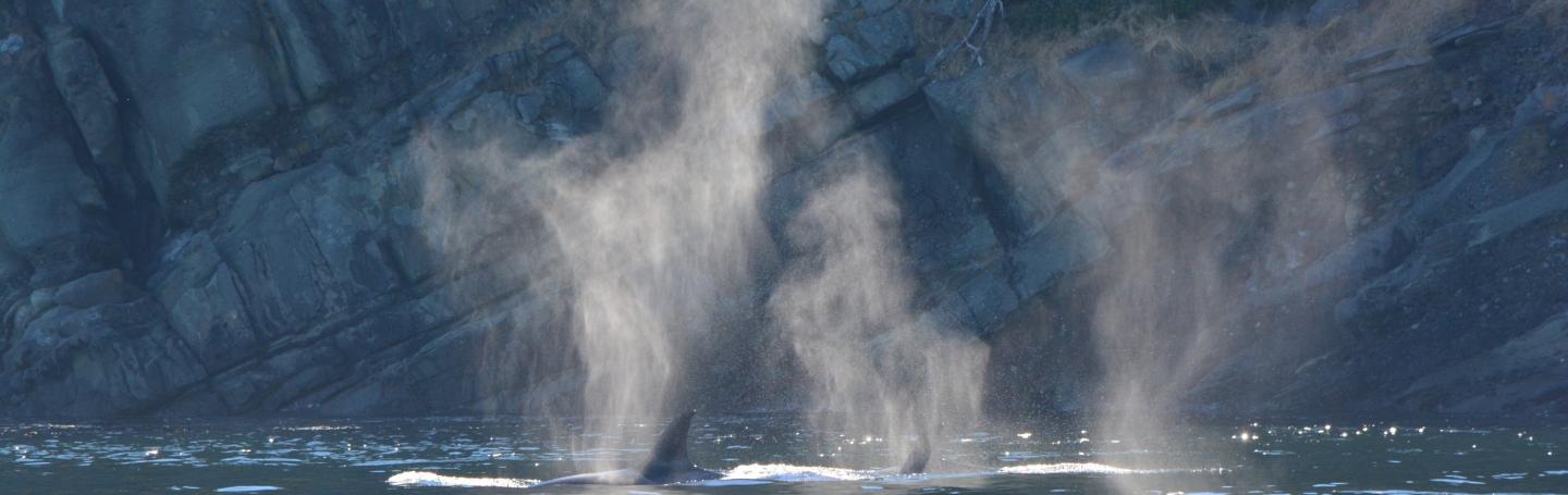 whales in canada