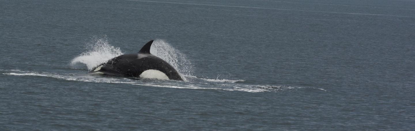 lunging killer whale lunging killer whale