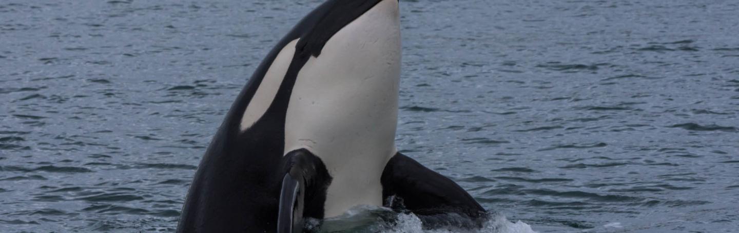 The Transient Orca, T137A, spyhops to take a look at us. A Transient Killer Whale, T137A, gets curious after hunting