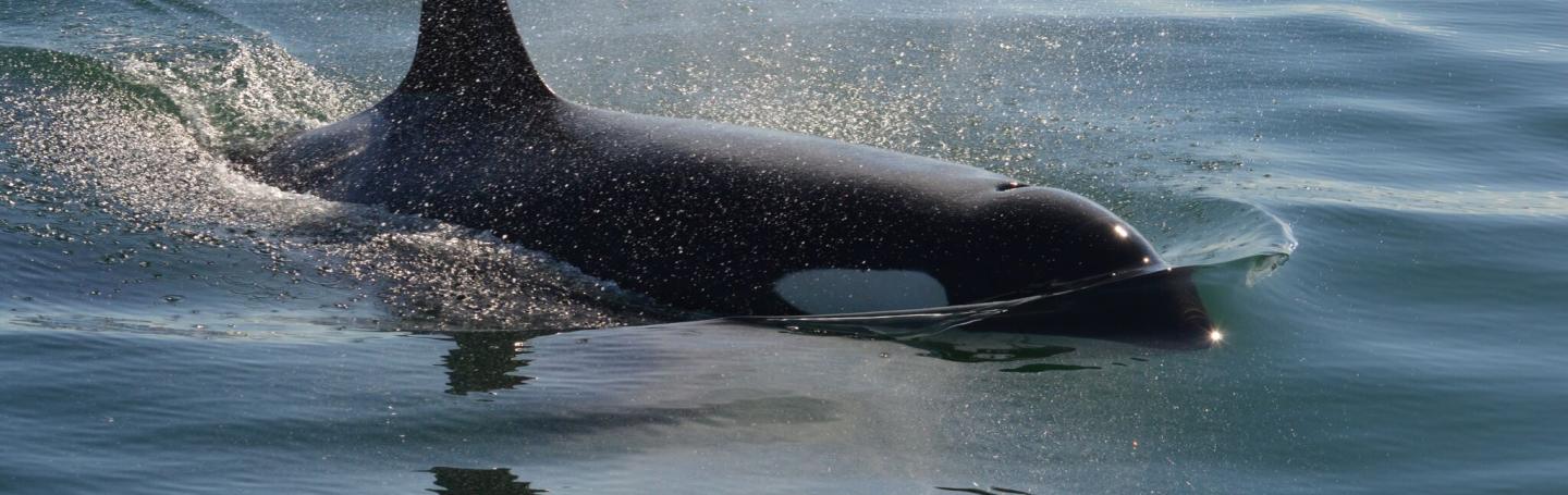 Southern Resident Killer Whales near San Juan Island J Pod Orcas in Haro Strait