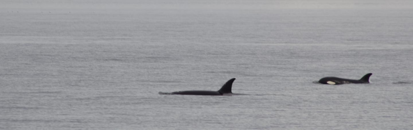 Bigg's Orcas hunting Bigg's Orcas
