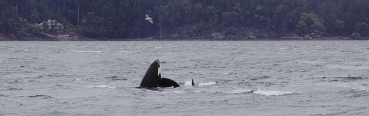 T123A spyhops! Bigg's male orca