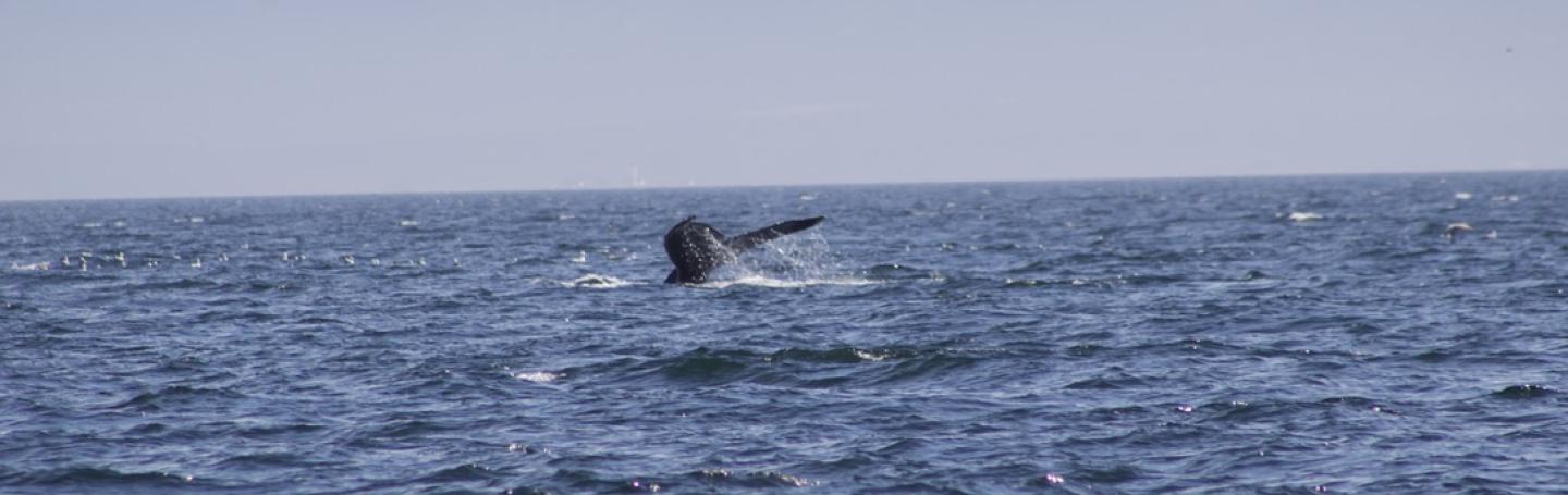Humpback Whale flukes up in the Strait of Juan de Fuca Humpback Whale