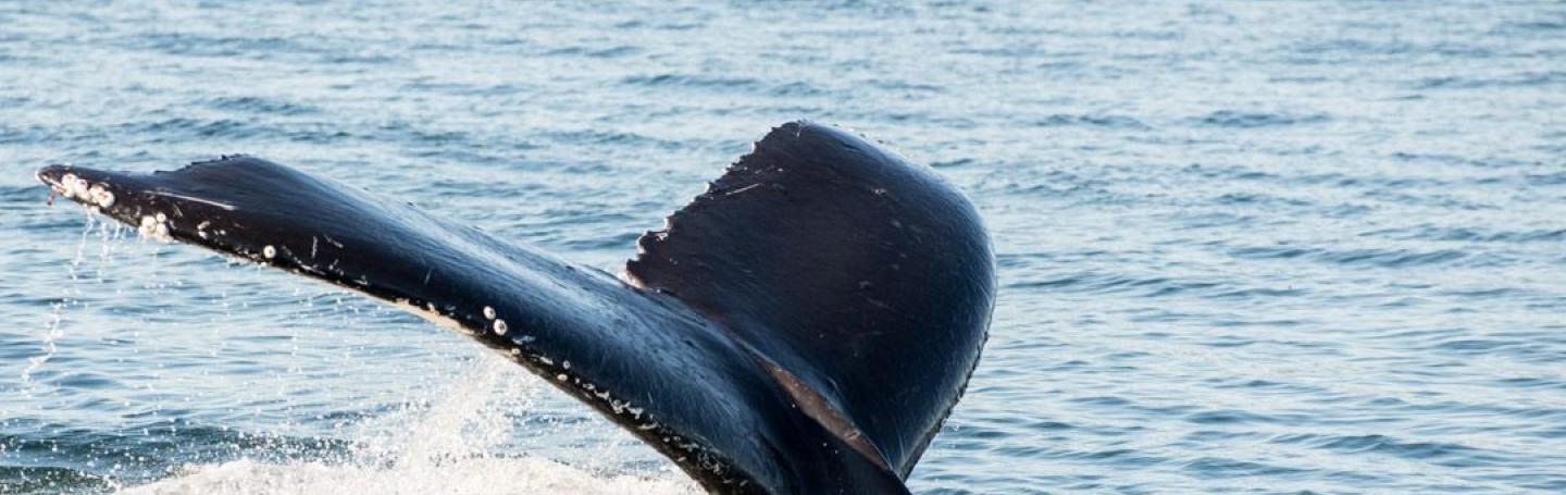 Humpback Whale Fluke Humpback Whale Fluke