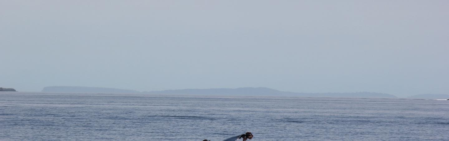humpback whale humpback whale