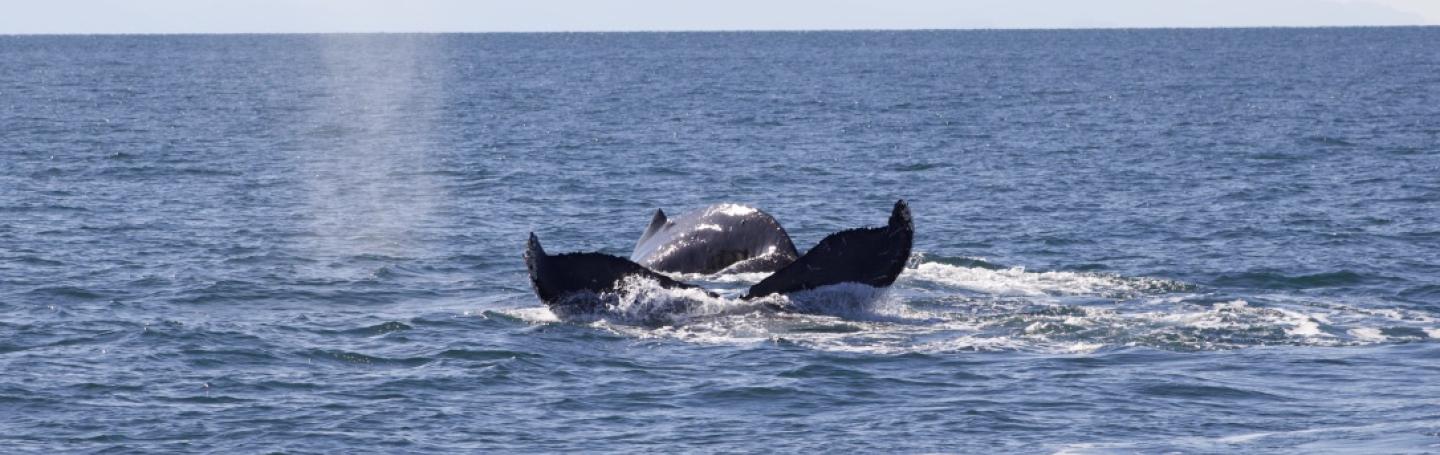 Scratchy and Uluka swim together at Lawson Reef Humpback Whale