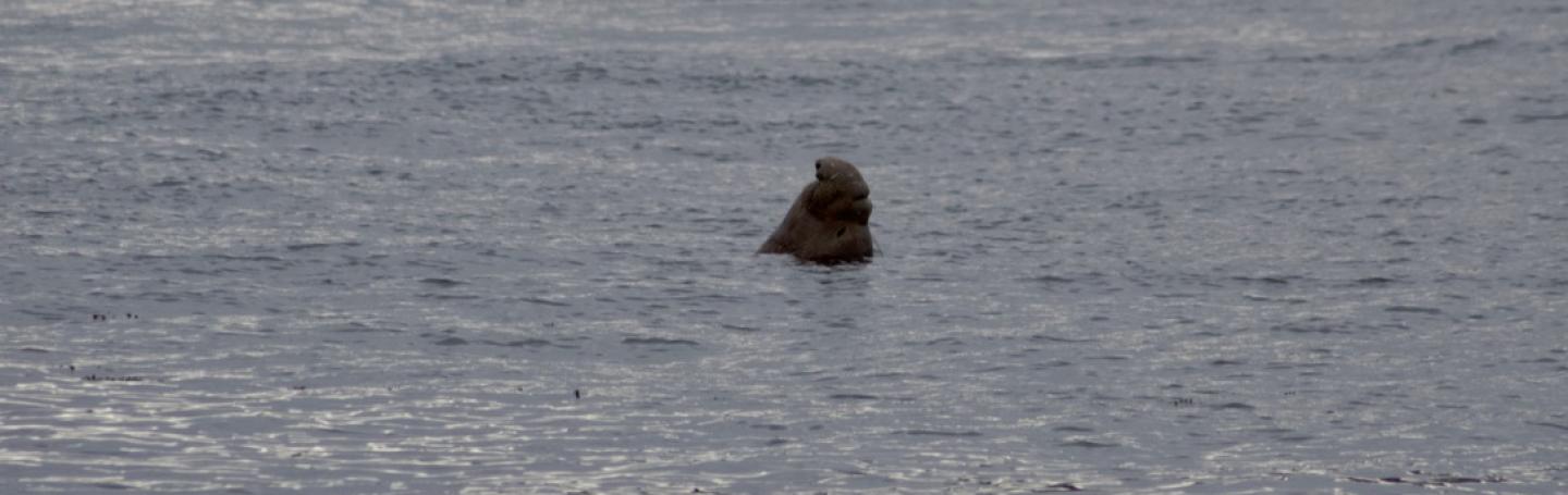 A male Northern Elephant Seal takes a rest in Haro Strait Northern Elephant Seal
