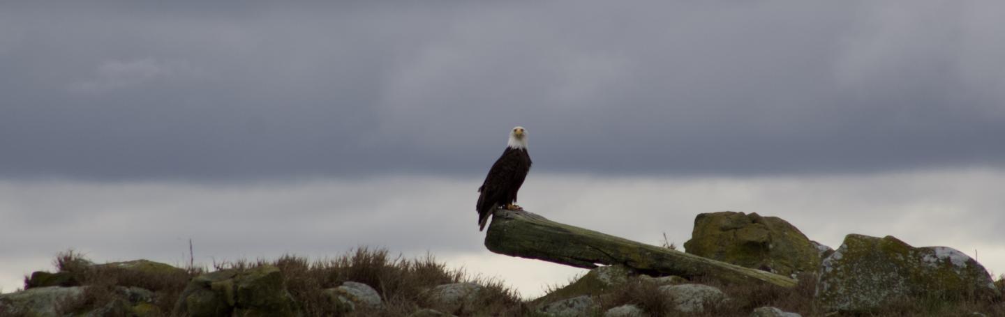 Bald Eagle Bald Eagle