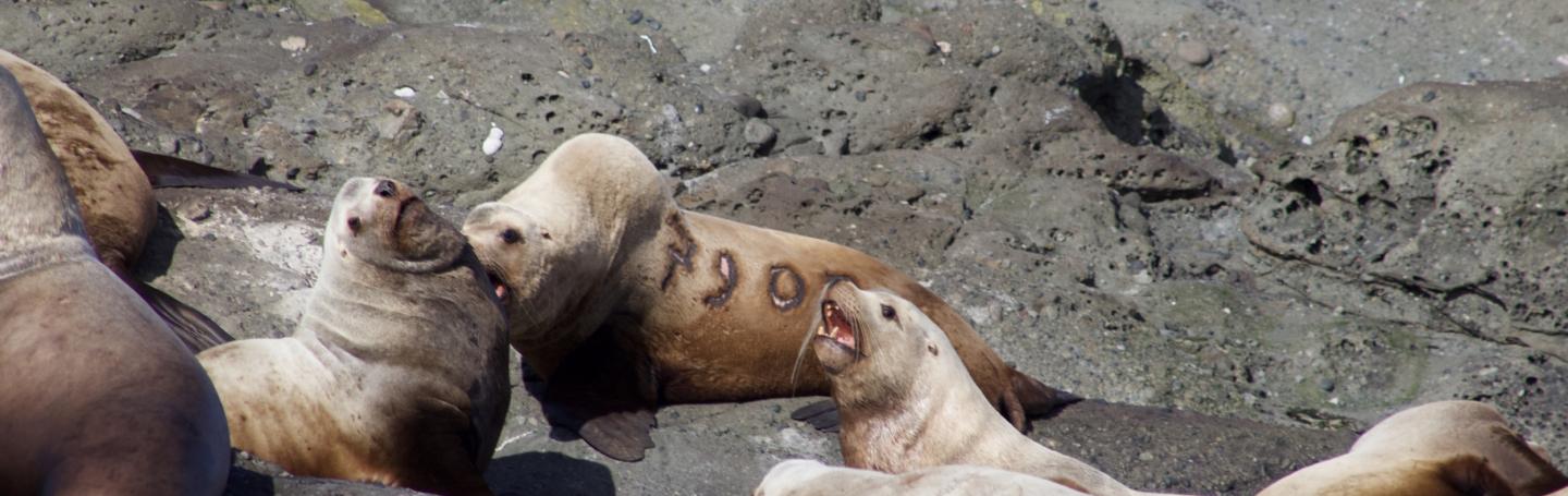 marked Steller Sea Lion on Green Point Steller Sea Lions