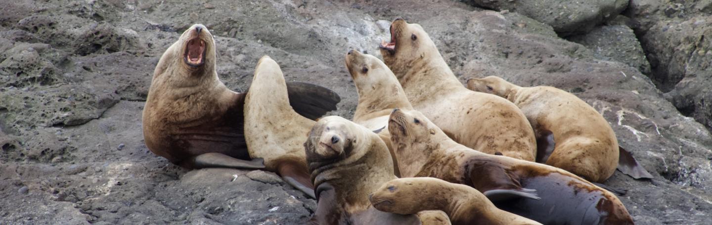 Steller Sea Lions Steller Sea Lions