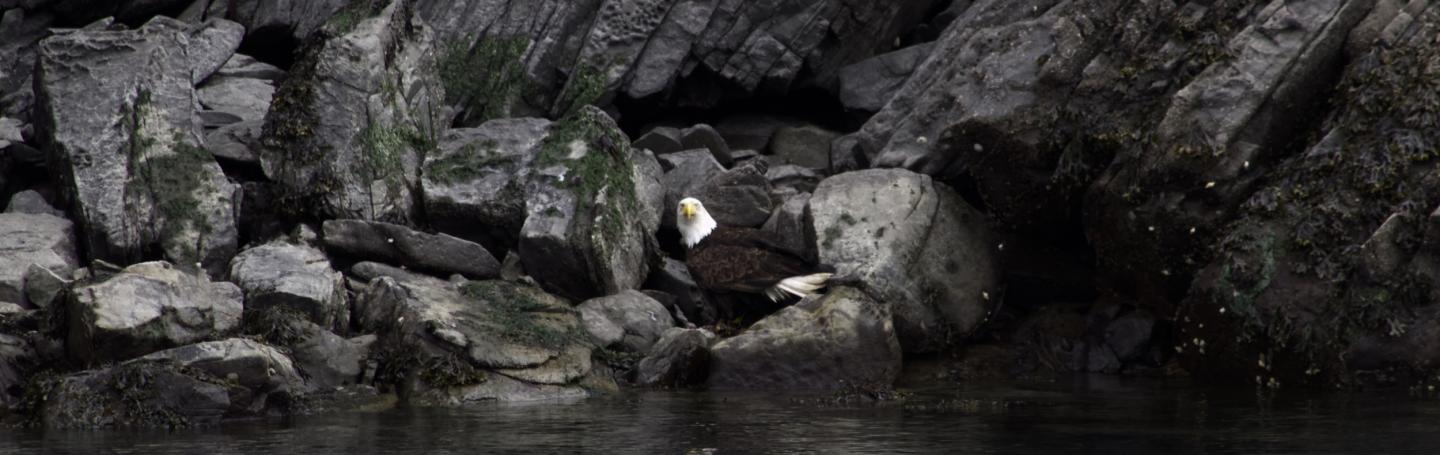 Bald Eagle Bald Eagle