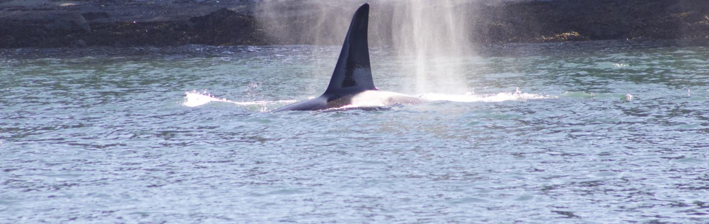T2C1, Rocky, in San Juan Channel Adult Male Bigg's Orca