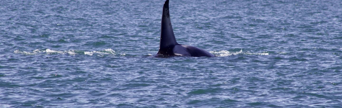 T2C1, Rocky, an adult male Bigg's Orca swims through Rosario Strait Adult Male Bigg's Orca