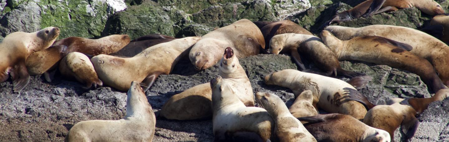 Steller Sea Lions Steller Sea Lions