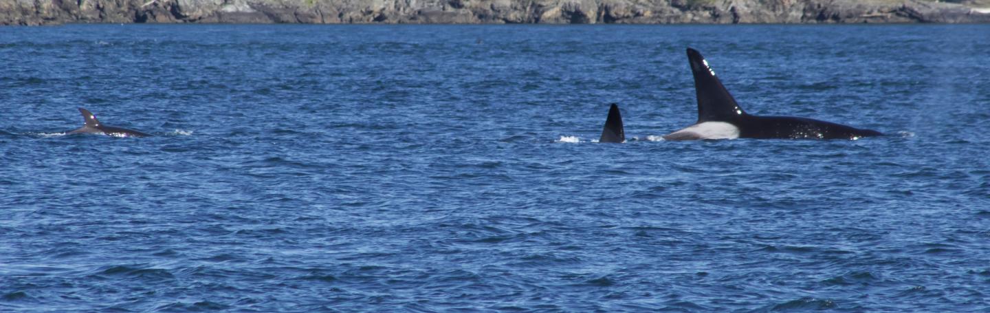 Bigg's Orcas (T2Cs) Bigg's Orcas