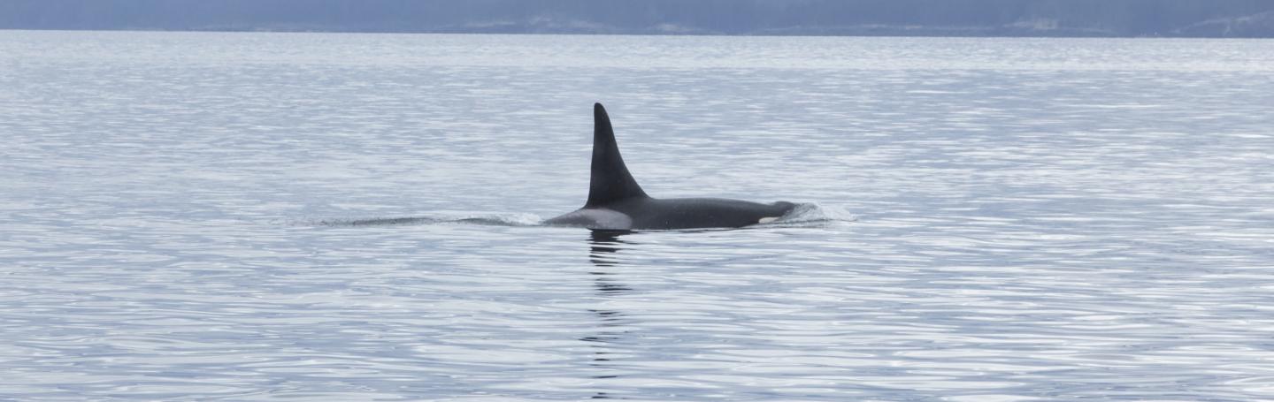 Blackberry J26 Male Southern Resident Killer Whale