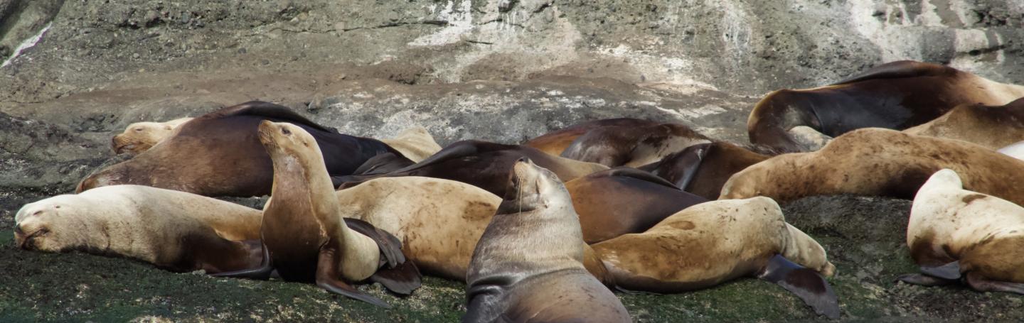 Steller Sea Lions Steller Sea Lions