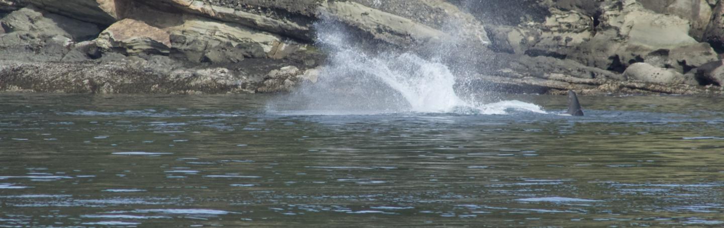 T2C orca family hunting a Harbor Seal near Stuart Island Bigg's Orcas