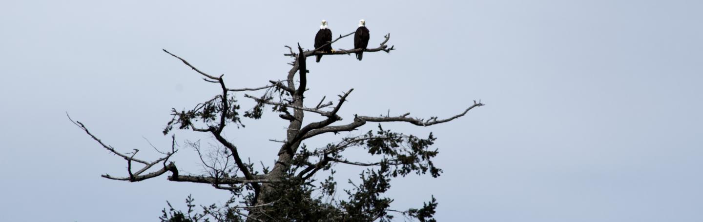 Bald Eagle pair Bald Eagle pair