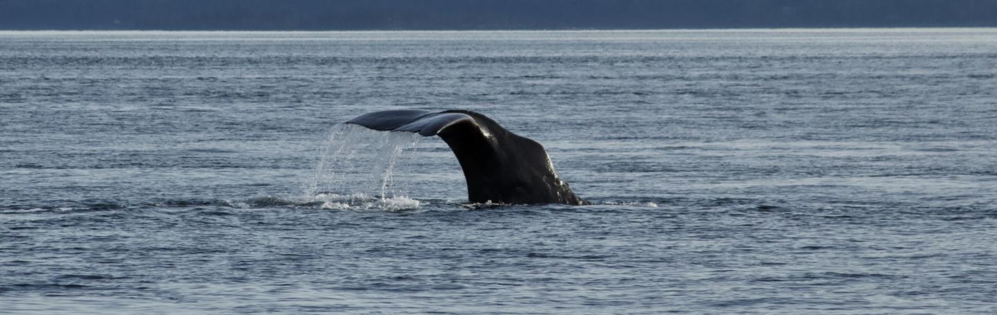 Sperm Whale in Boundary Pass