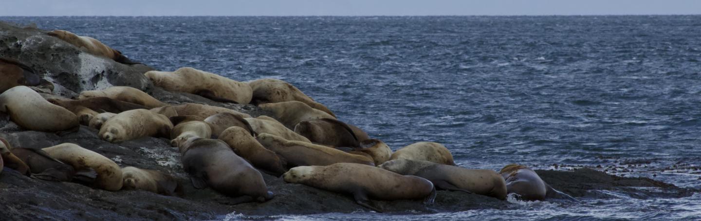 Steller Sea Lions on Green Point Steller Sea Lions