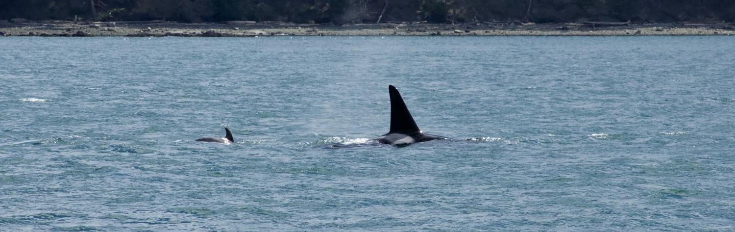 Transient Orca T2C1 Bigg's Orcas