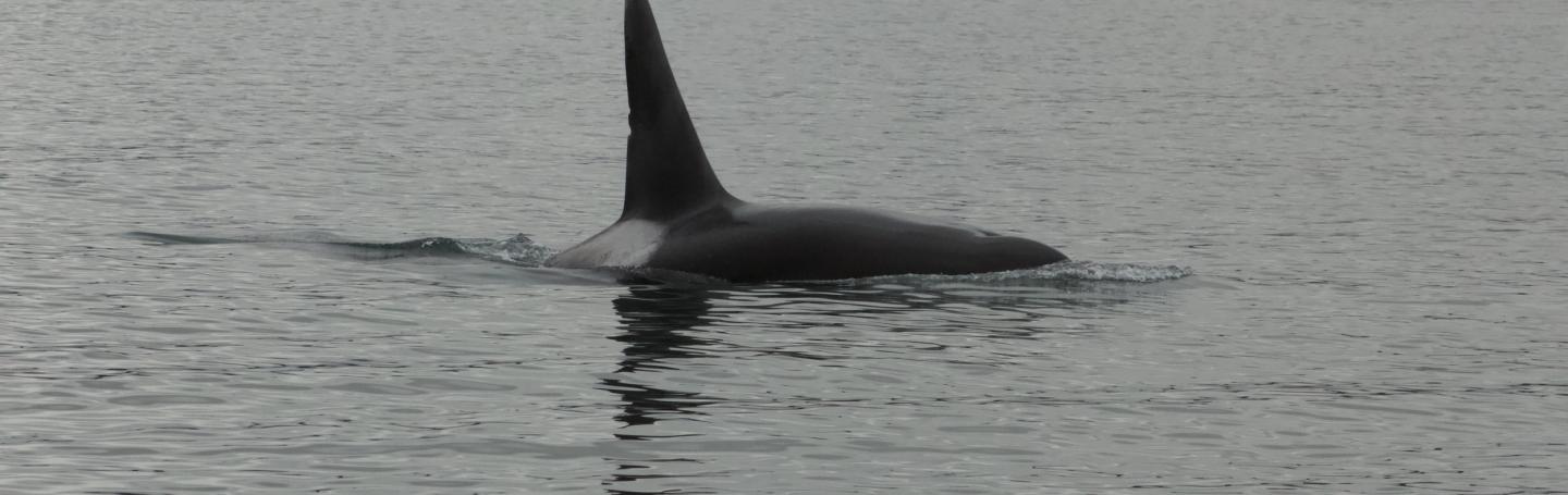 Bigg's Orca T49C Bigg's Orcas