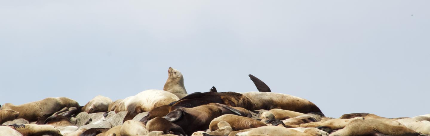 Steller Sea Lions at East Point Steller Sea Lions