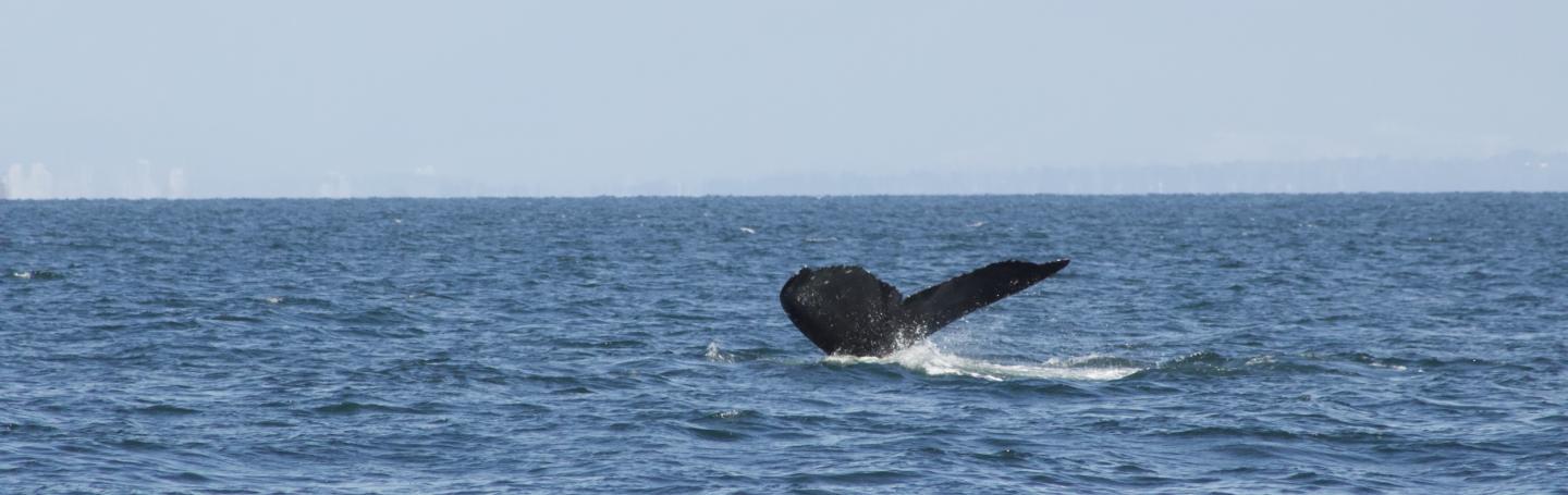 Humpback Whale in Strait of Georgia Humpback Whale