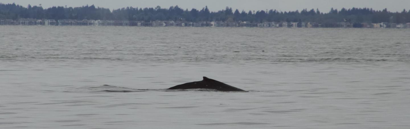 Humpback Whale Mother and Calf Humpback Whale