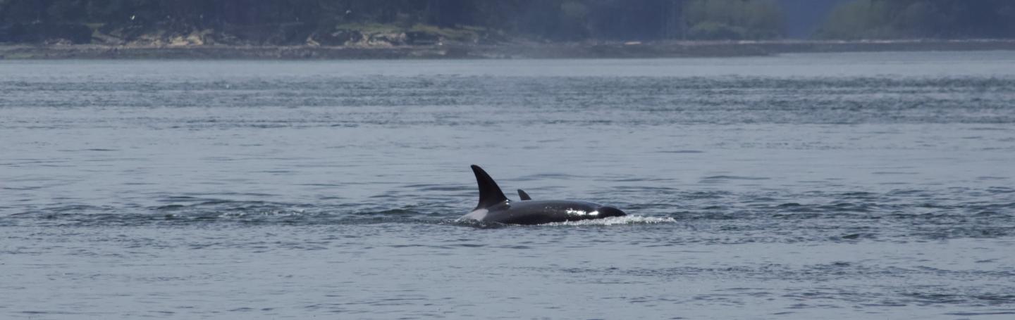 Bigg's Orcas T36A's Bigg's Orcas