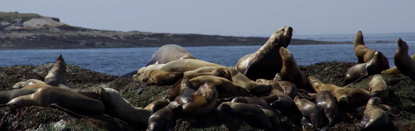 Steller Sea Lions at East Point Steller Sea Lions