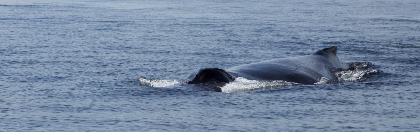 Humpback Whale (Zigzag?) in Strait of Georgia Humpback Whale