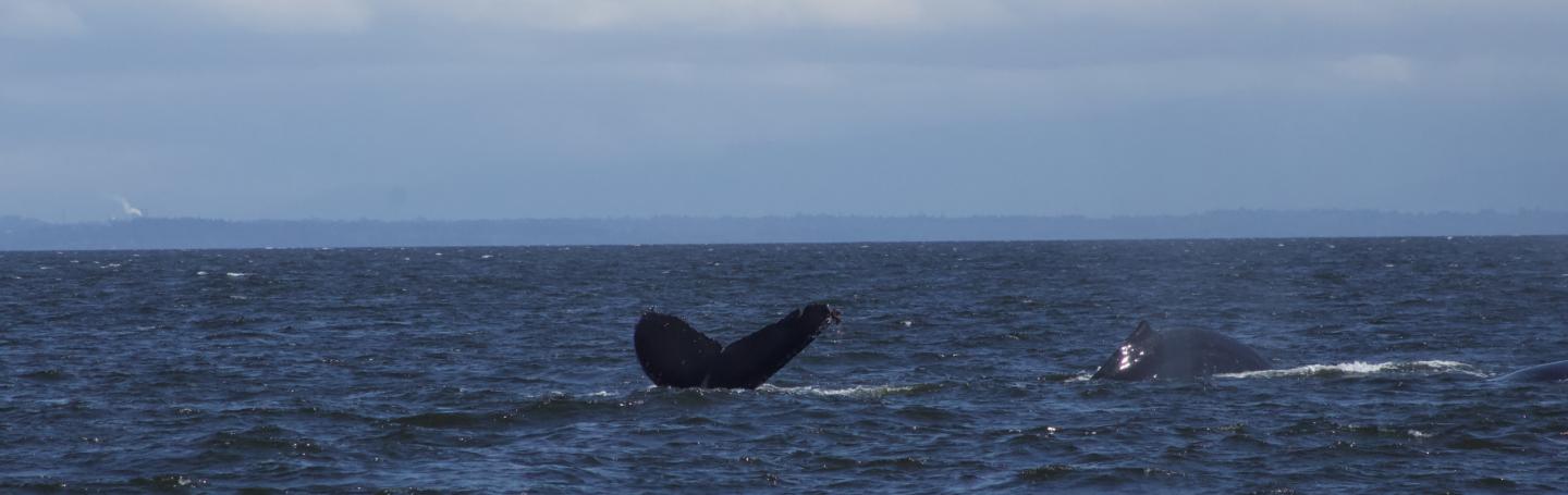 Humpback Whale Fluke-ing up in Strait of Georgia Humpback Whale
