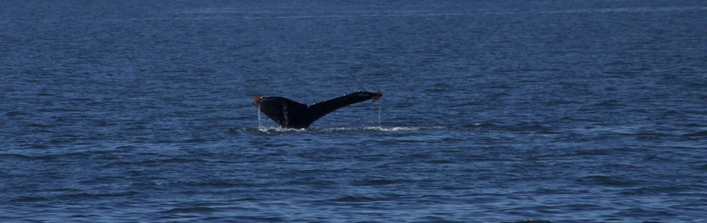 Humpback Whale Fluke Humpback Whale