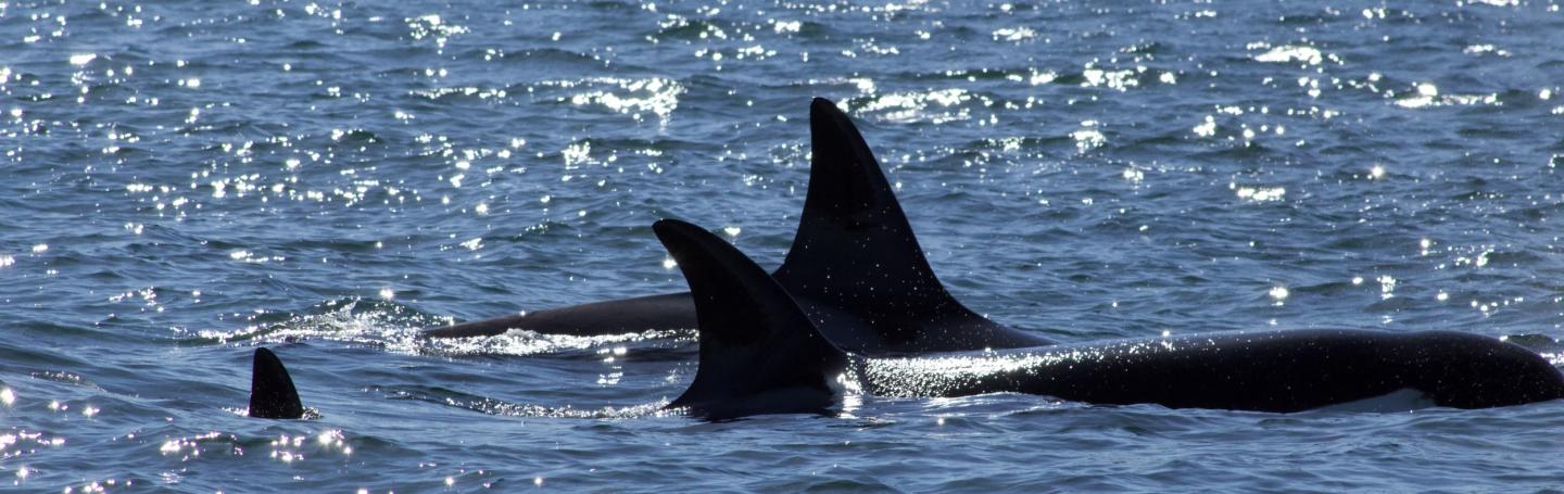 Bigg's Orcas Families traveling together Bigg's Orcas