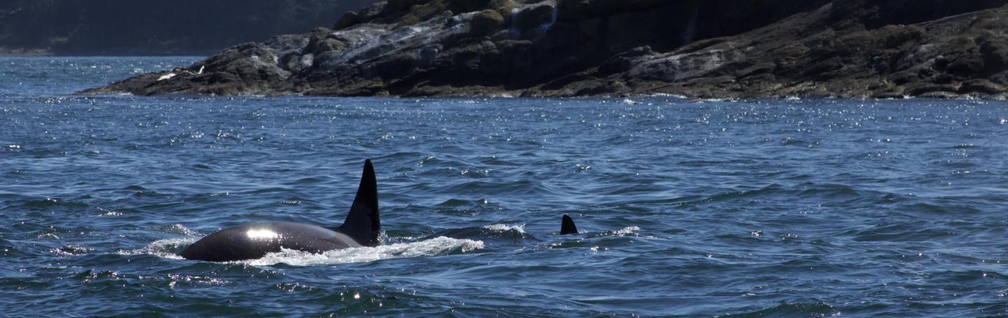 T124A family group of Bigg's Orcas Bigg's Orcas