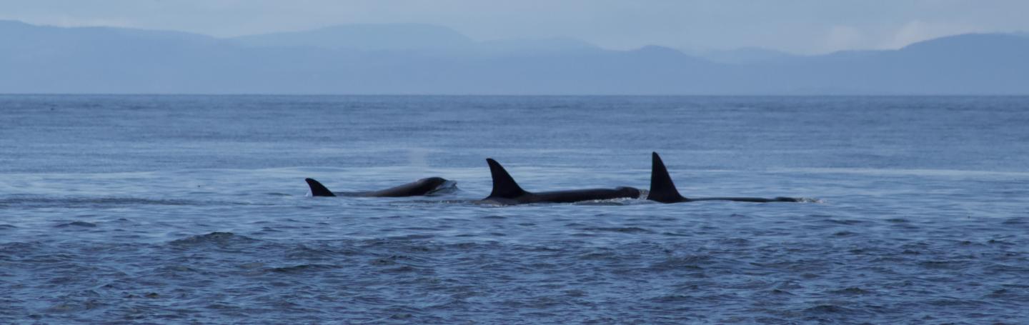 bigg's orcas Bigg's Orcas