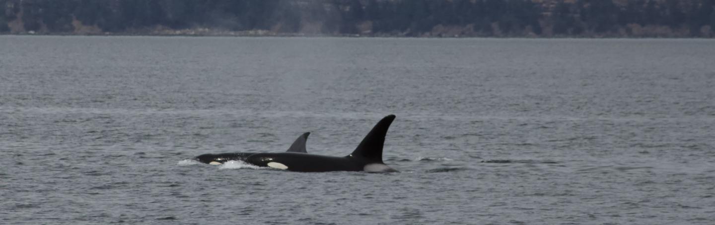 T100 Bigg's Orcas Bigg's Orcas