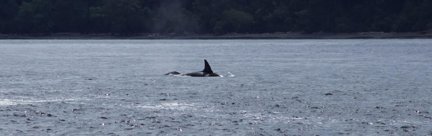 Bigg's Orcas Families traveling together Bigg's Orcas